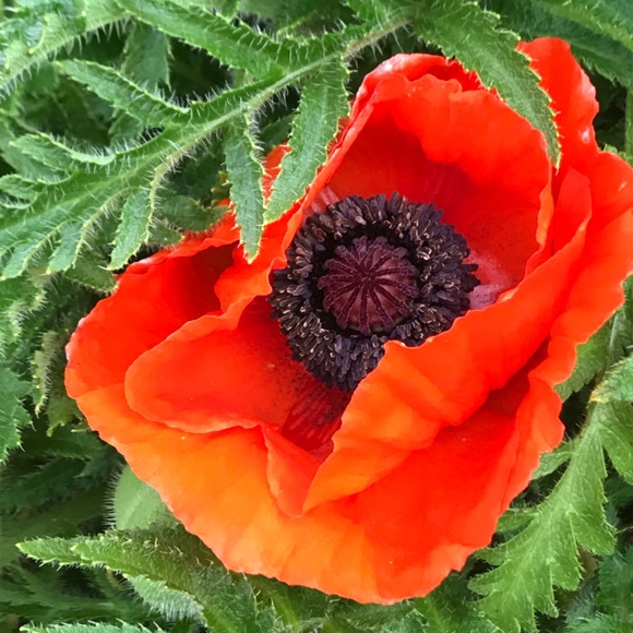 Meet your Posher, Chris - Picture 1 of 1